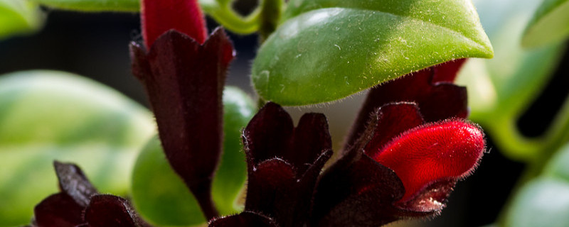 口红吊兰怎么换盆（口红吊兰换盆后,叶子发软脱落）