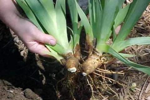 植物分株怎样消毒