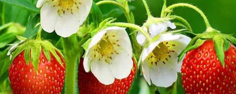 草莓压苗用啥药 草莓压苗药有哪些