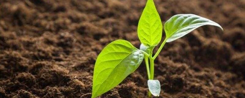 辣椒育苗几天出苗（辣椒育苗几天出苗最好）