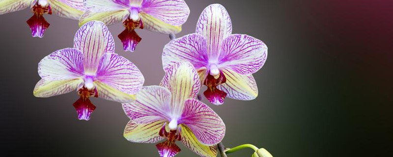 家里种什么花好 家里养花什么花最合适