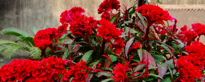 鸡冠花盆栽种植方法（鸡冠花盆栽种植方法图解）