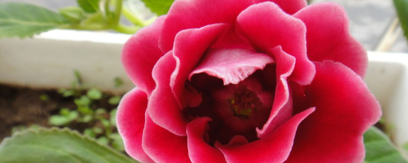 大岩桐花苞开得慢（大岩桐花苞开得慢怎么办）