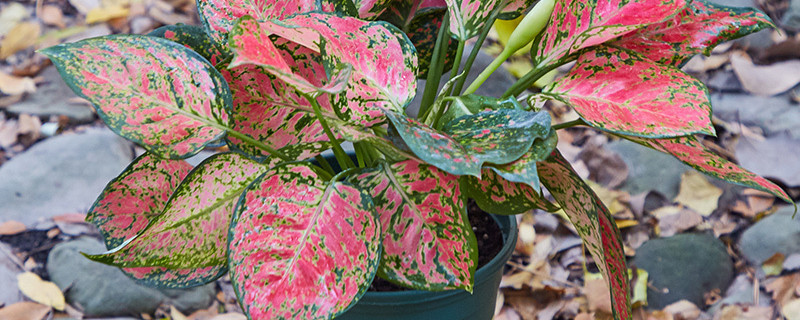 如意皇后开花要剪掉么（如意皇后的花苞要修剪掉吗）