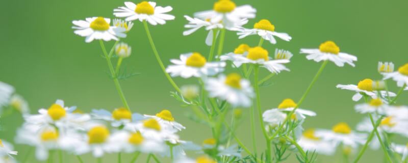 雏菊寓意（雏菊寓意和花语）