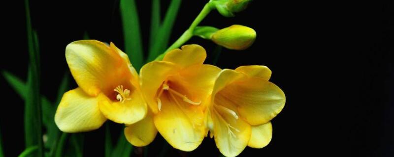 香雪兰种球催芽方法（香雪兰的养殖方法和注意事项）