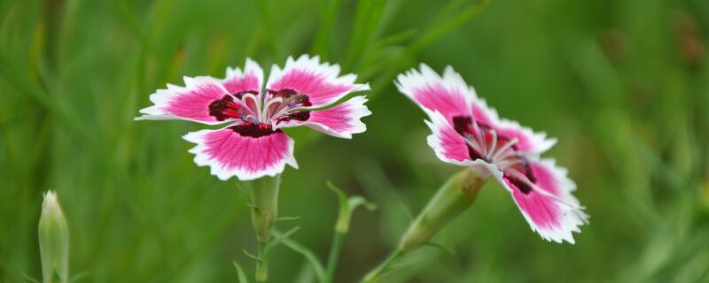 海石竹耐寒吗 海石竹耐寒吗冬天