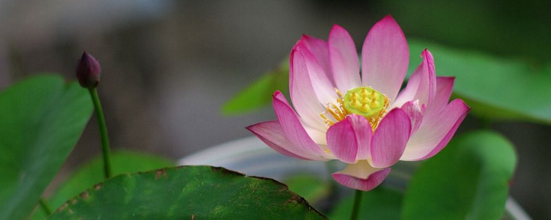 碗莲冬天怎么种（碗莲冬天怎么种植）