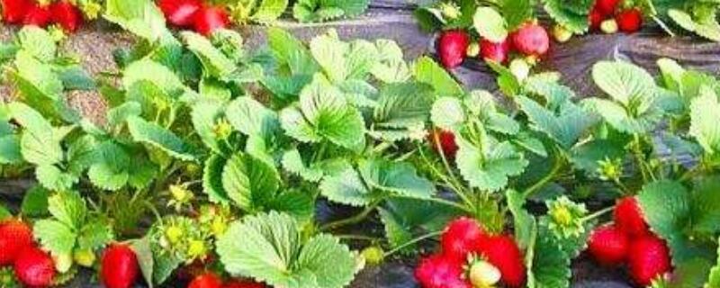 怎样判断草莓花芽分化 怎样判断草莓花芽分化了