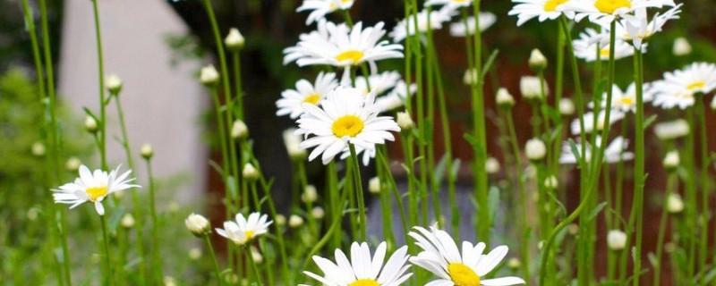 雏菊和多头菊的区别（多头菊和小雏菊的区别）