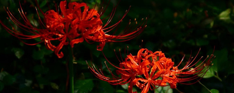 曼陀罗华是彼岸花吗 曼陀罗花亦是彼岸之花