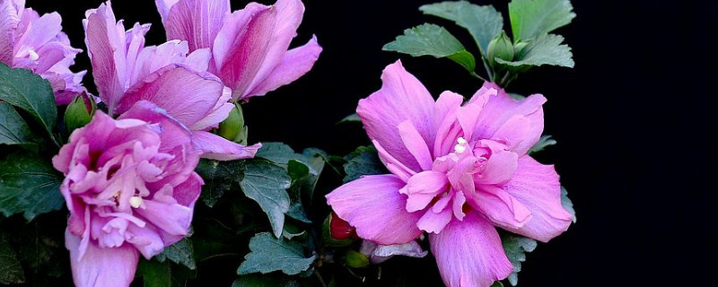 木槿花枯萎了怎么办（木槿花突然枯萎了怎么办）