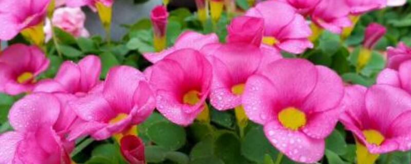 酢浆草种球种植步骤 紫叶酢浆草种球怎么种