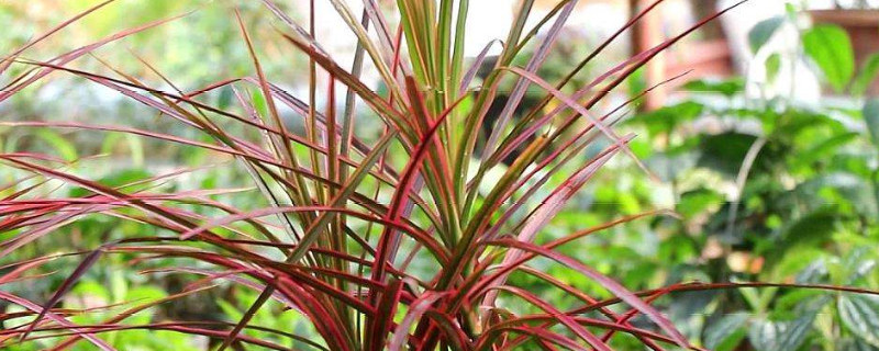 千年木寓意（千年木寓意 七彩）