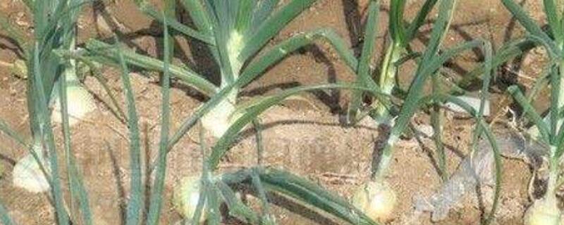 洋葱的种植与栽培技术 洋葱的种植方法和技术