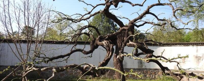 寄生木有什么作用 寄生树有什么药用价值