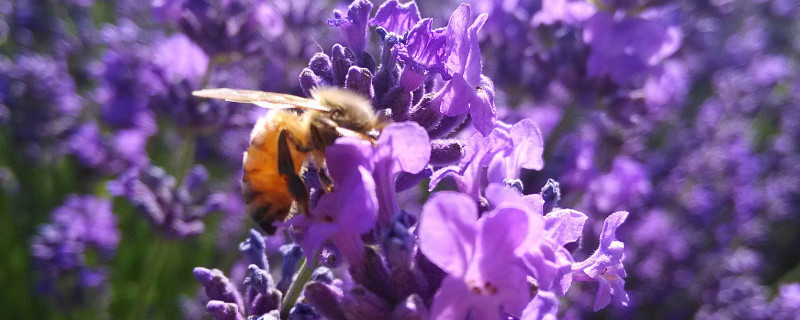 弥勒薰衣草几月份开花（弥勒 薰衣草）