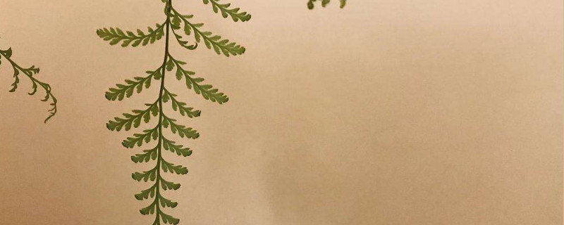 狼尾蕨怎么修剪叶子（狼尾蕨不长叶子怎么办）