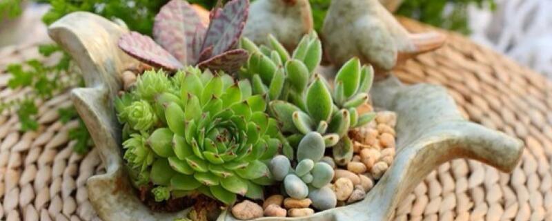 多肉补光灯危害（多肉补光灯对植物有作用吗）