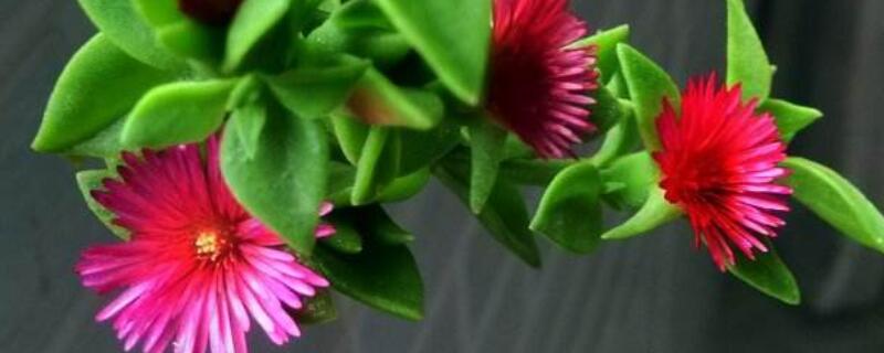 孕妇适合什么鲜花（送孕妇送什么样的鲜花）