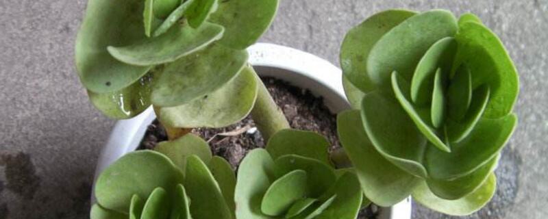 金钱木寓意 金钱木寓意及花语