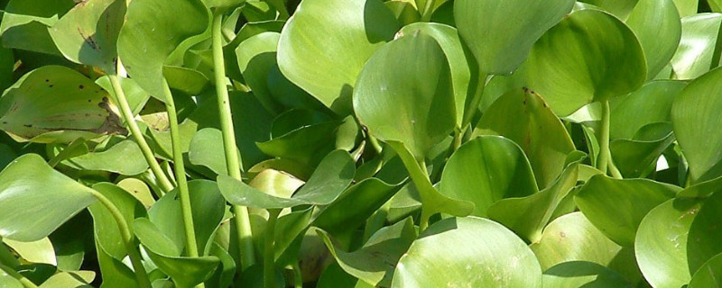 室内养水葫芦的危害（室内养水葫芦好吗）