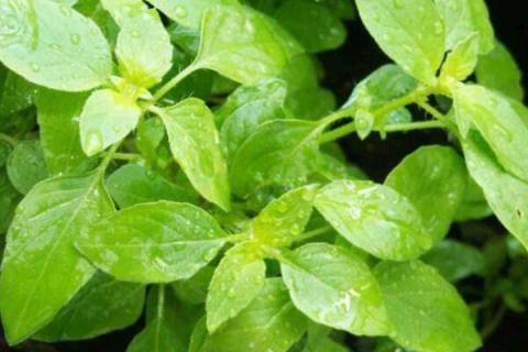 荆芥和荆芥穗的区别