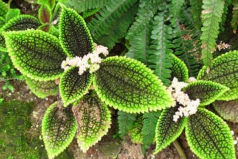 皱叶冷水花开花吗