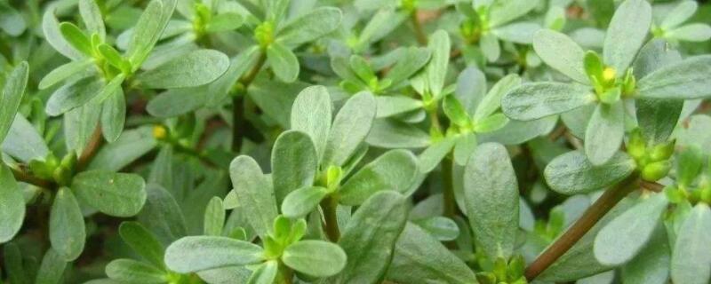 马思涵野菜有什么功效（马思涵野菜有什么功效哺乳期可以吃吗）