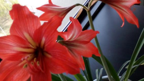 对对红叶子太长怎么办