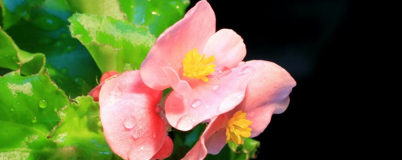 玻璃海棠的寓意 玻璃海棠的寓意和花语