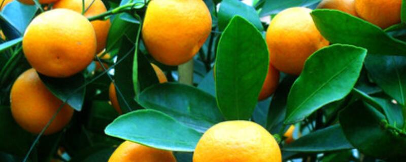 桔子树烂根怎么救治 桔子树烂根怎么救治好