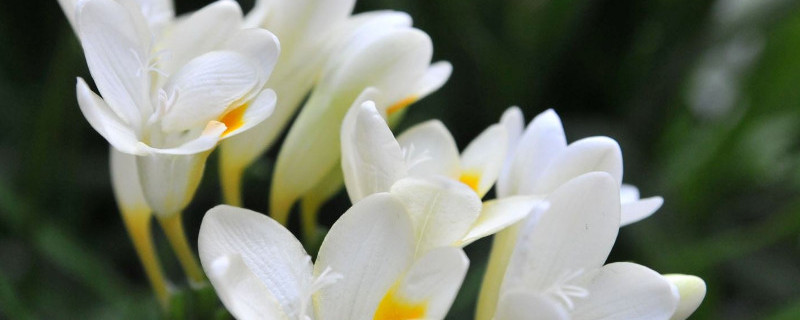 香雪兰球为什么不出芽（香雪兰球为什么不出芽）