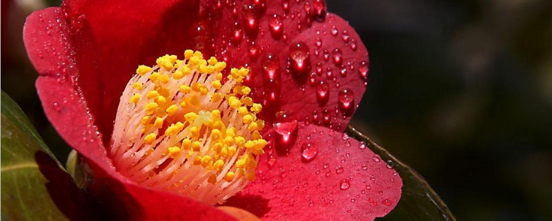 耐冬花的修剪方法（耐冬花的修剪方法图片）