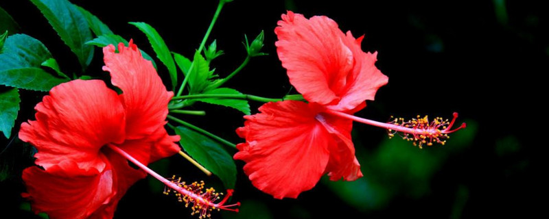 扶桑花什么时候修剪（扶桑花的修剪）