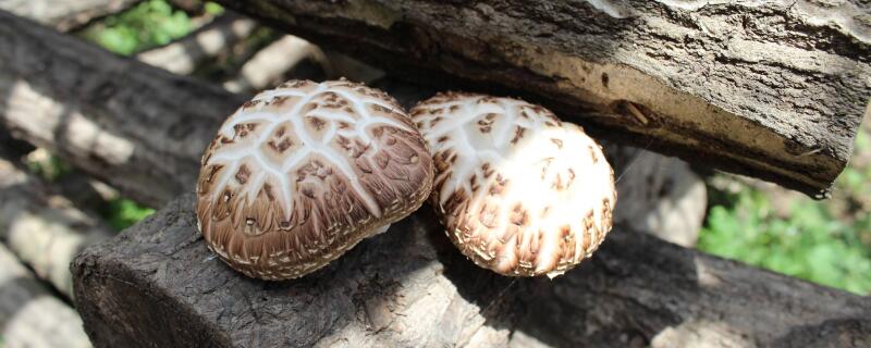 哪些蔬菜是凉性的 哪些蔬菜属于温性