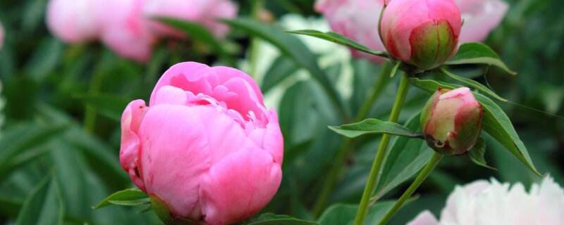 宿根花卉有哪些花 宿根花卉有哪些花北方