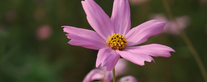 波斯菊有毒吗（波斯菊有毒吗 适合在室内养吗）