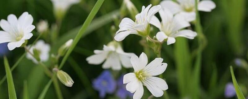 卷耳草功效与作用 卷耳草功效与作用图片