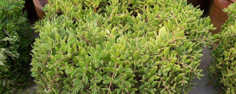 吃垂盆草时要注意哪些 吃了垂盆草后为什么没有力气了