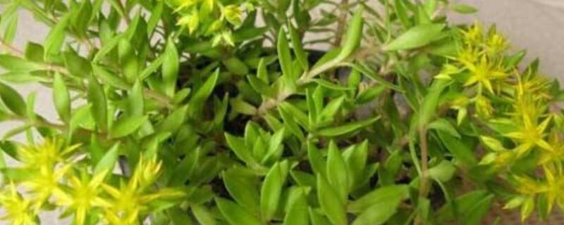 正常人可以吃垂盆草吗（正常人可以吃垂盆草吗百度百科）