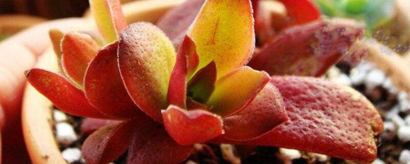 赤鬼城有毒吗 赤鬼城长白毛怎么回事