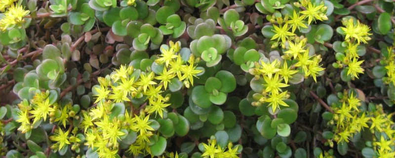 圆叶景天怎么繁殖 圆叶景天开花