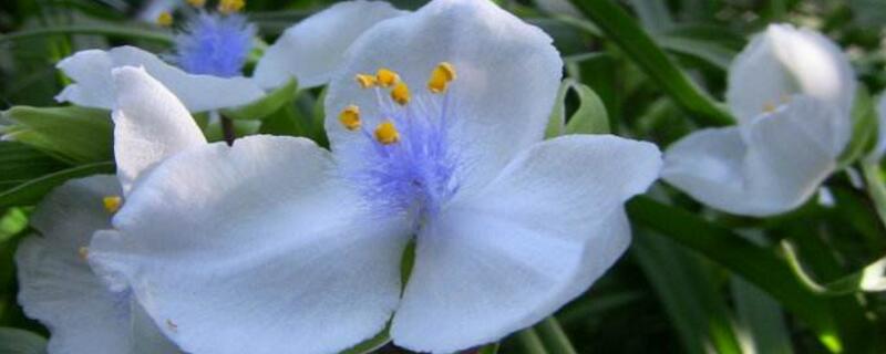 白色紫露草为何不开花（白色紫露草为何不开花呢）