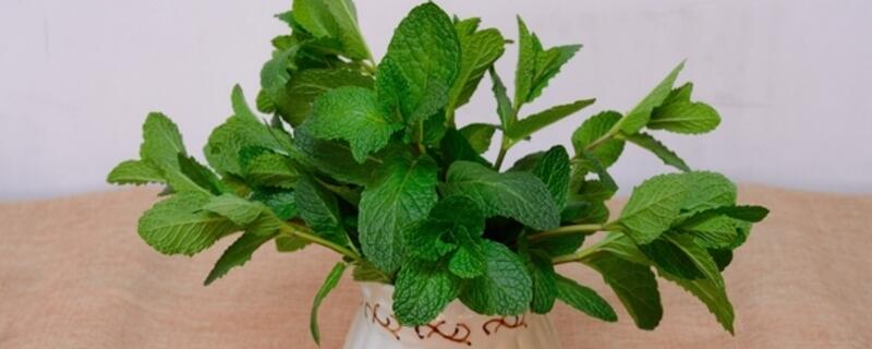 建筑沙子可以养花吗（建筑沙子可以养花吗视频）