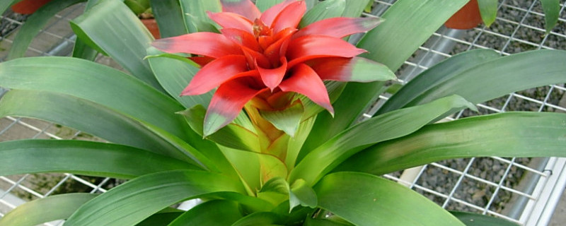 莺歌凤梨花开花后处理 莺歌凤梨花开花什么样子