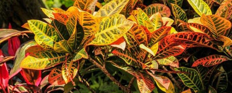 变叶木养在家里有毒吗（变叶木养在家里有毒吗会死吗）