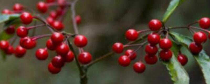 朱砂根种植方法（朱砂根种植方法视频）