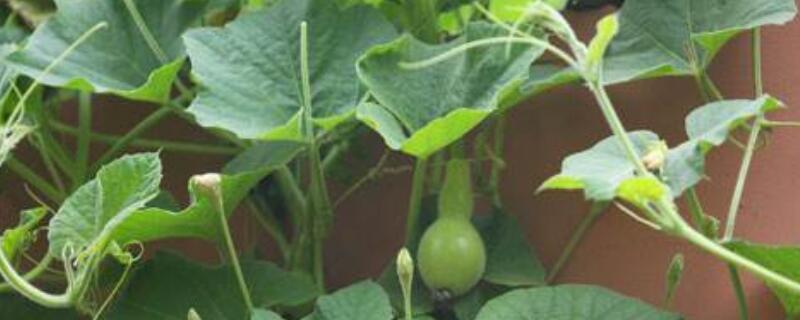 葫芦叶卷曲怎样治 西葫芦卷叶怎么治疗