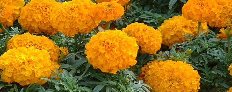 万寿菊怎么修剪 万寿菊怎么修剪枝条